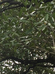 Elaeocarpus hookerianus