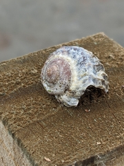 Amphibola crenata