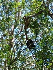 Alouatta caraya