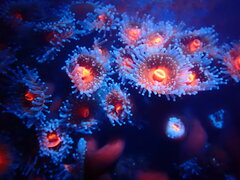 Corynactis californica