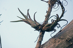 Tillandsia paucifolia