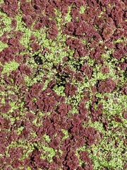 Azolla rubra