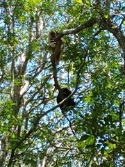Alouatta caraya
