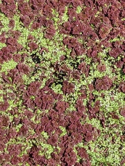 Azolla rubra