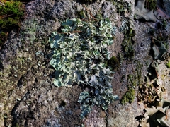 Parmotrema crinitum