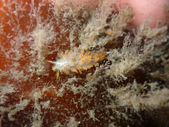 Coryphella trilineata