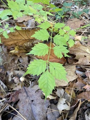 Campsis