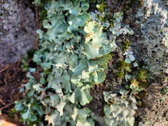 Parmotrema crinitum
