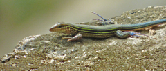Aspidoscelis lineattissimus