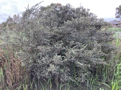 Leptospermum lanigerum