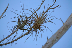 Tillandsia balbisiana