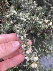 Leptospermum lanigerum