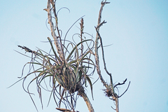 Tillandsia balbisiana