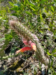 Cleistocactus