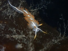 Coryphella trilineata