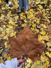 Platanus