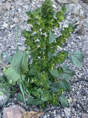 Acalypha