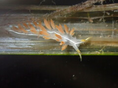 Coryphella trilineata