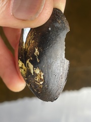 Unionoidea