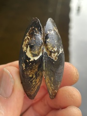 Unionoidea