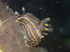 Polycera atra
