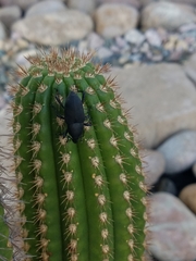 Cactophagus spinolae validus