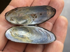 Unionoidea