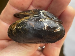 Unionoidea