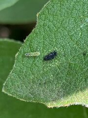 Diceratalebra interrogata