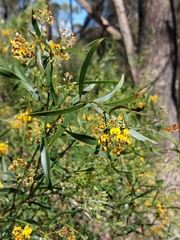 Daviesia corymbosa