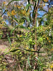Daviesia corymbosa