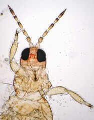 Thrips flavus
