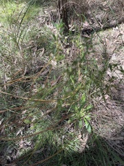 Pimelea axiflora