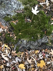 Dicranum fulvum