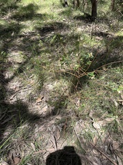 Pimelea axiflora