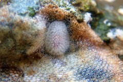 Onchidoris muricata