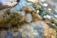 Onchidoris muricata