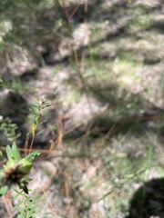 Pimelea axiflora
