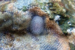 Onchidoris muricata