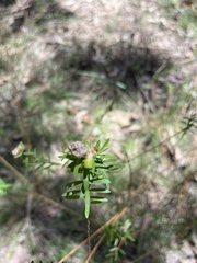 Pimelea axiflora