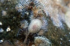 Onchidoris muricata