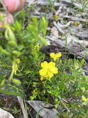 Hibbertia empetrifolia