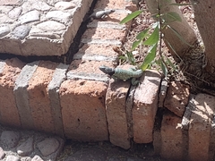 Sceloporus torquatus