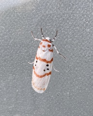 Cyana subalba