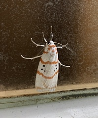 Cyana subalba