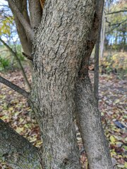 Melioides
