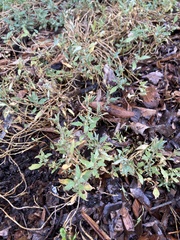 Atriplex semibaccata