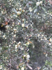 Leptospermum lanigerum