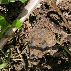 Duttaphrynus melanostictus