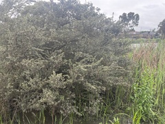 Leptospermum lanigerum